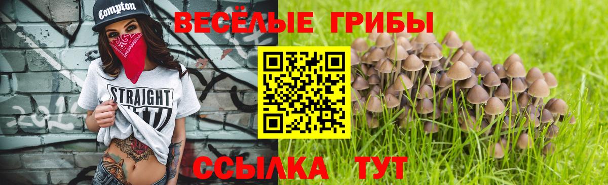 Псилоцибиновые грибы Psilocybine cubensis Котовск